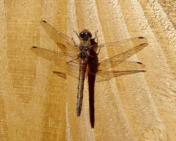 common darter